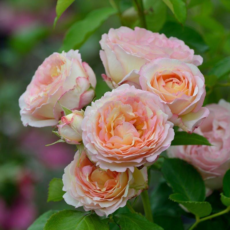 バラ苗　ポンポン咲 落葉中です　調整中 楽天市場】四季咲きバラ苗 【ローブアラフランセーズ】 2年生大苗 6号