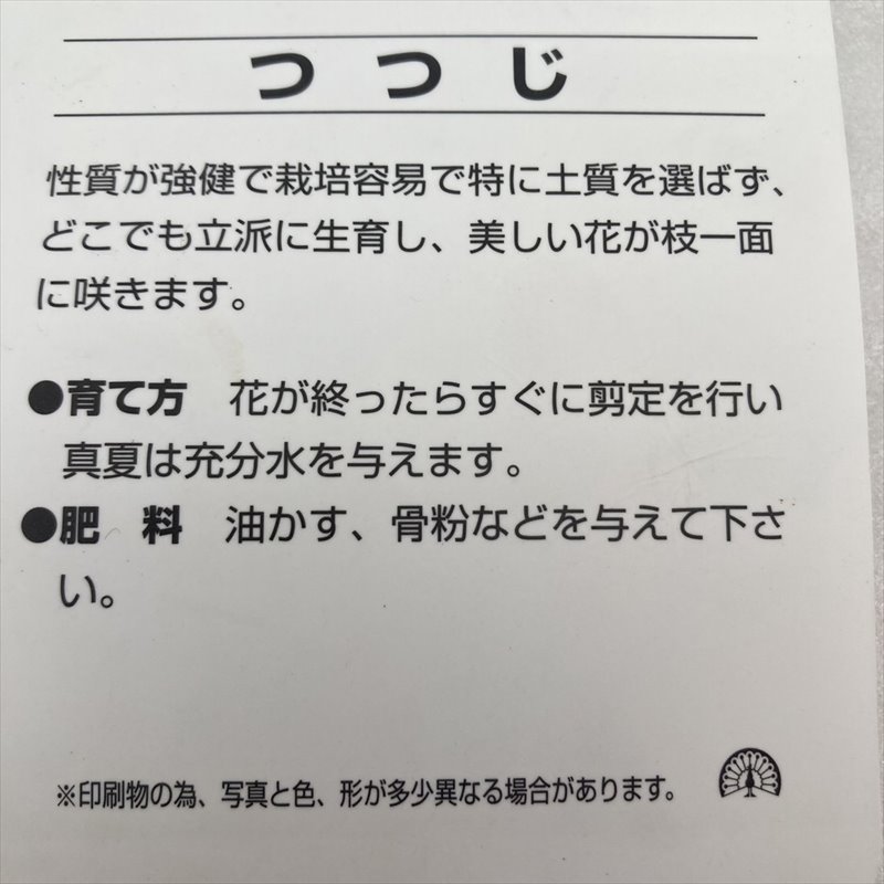 桜玄海 玄海ツツジ 4 5号 花木 庭木 サツキ ツツジ 赤塚植物園オンライン 花の音 桜玄海 玄海ツツジ 4 5号 花木 庭木 サツキ ツツジ 赤塚植物園オンライン 花の音