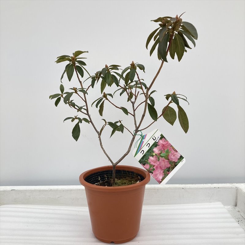 桜玄海（玄海ツツジ）4.5号｜花木10-TU | 花木・庭木,サツキ・ツツジ