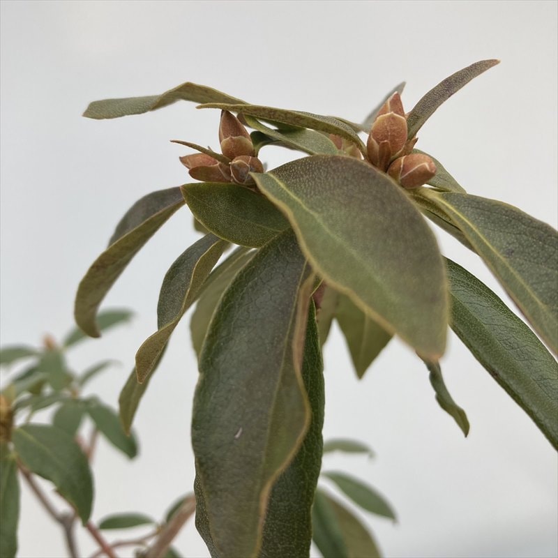 桜玄海（玄海ツツジ）4.5号｜花木10-TU | 花木・庭木,サツキ・ツツジ