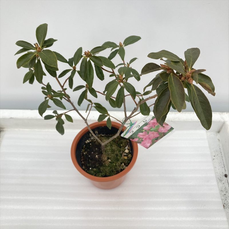 桜玄海（玄海ツツジ）4.5号｜花木10-TU | 花木・庭木,サツキ・ツツジ