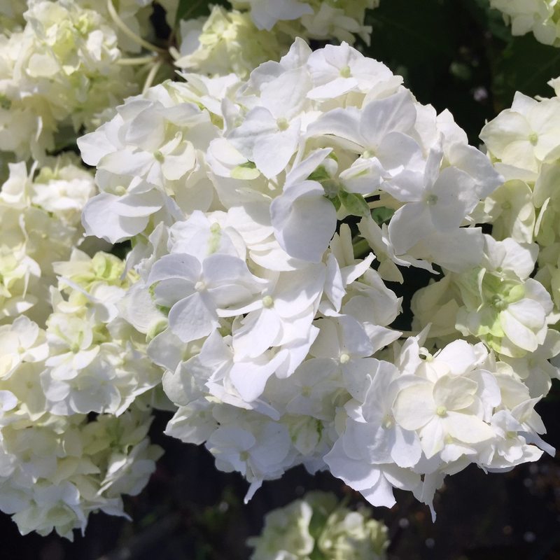 ヤマアジサイ 4号 白扇 ハクセン（29）｜草花01-D1 | 赤塚植物園自社