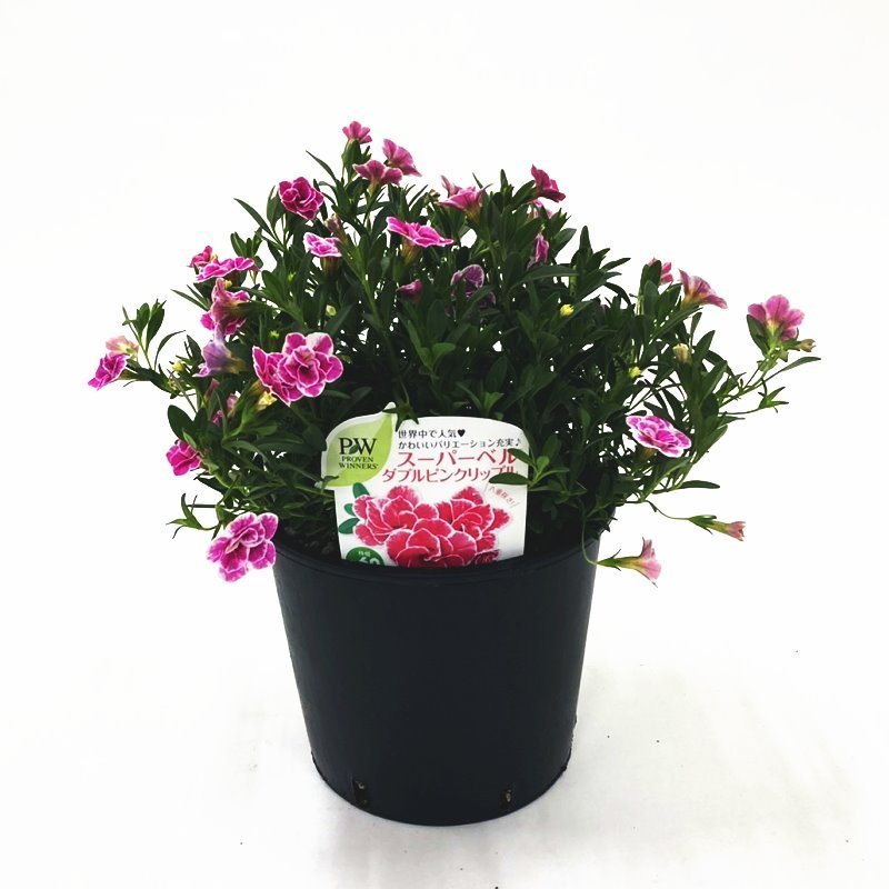 安心のpw 春から秋まで長く咲くスーパーベル カリブラコア ダブルピンクリップル 5号 Pa 草花 赤塚植物園オンライン 花の音