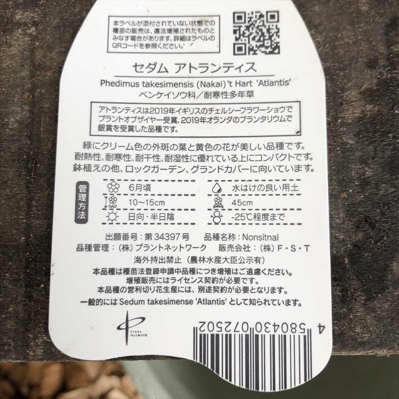 セダム アトランティス 3号×3鉢セット｜草花04-PA | 草花,[多年草