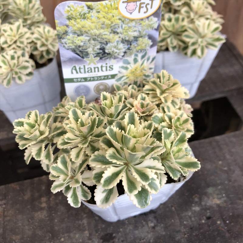 多肉植物☆セダム「アトランティス 3苗」☆正規札つき☆抜き苗 セダム