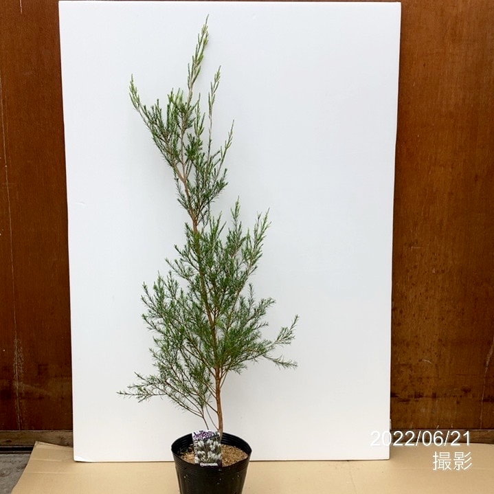 ラベンダーの効能と相性の良いアロマオイル | 業務用アロマ