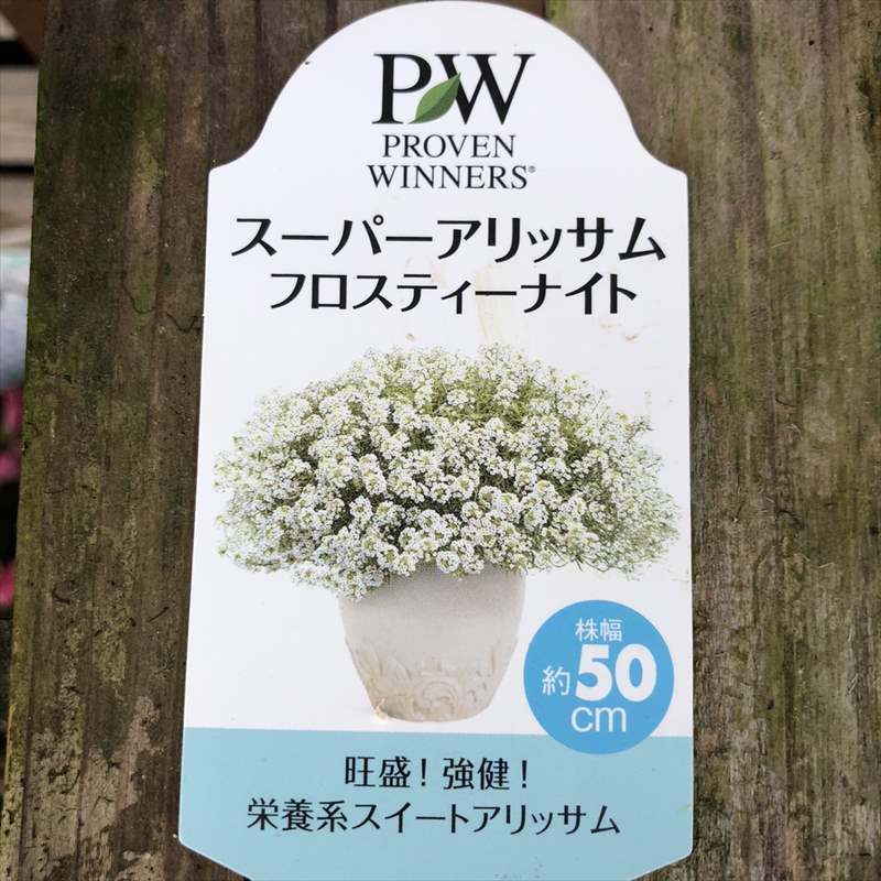 ５株　大株！ スーパーアリッサム フロスティーナイト 苗 PW スーパーアリッサム フロスティーナイト 3～3.5号×3株セット PVP