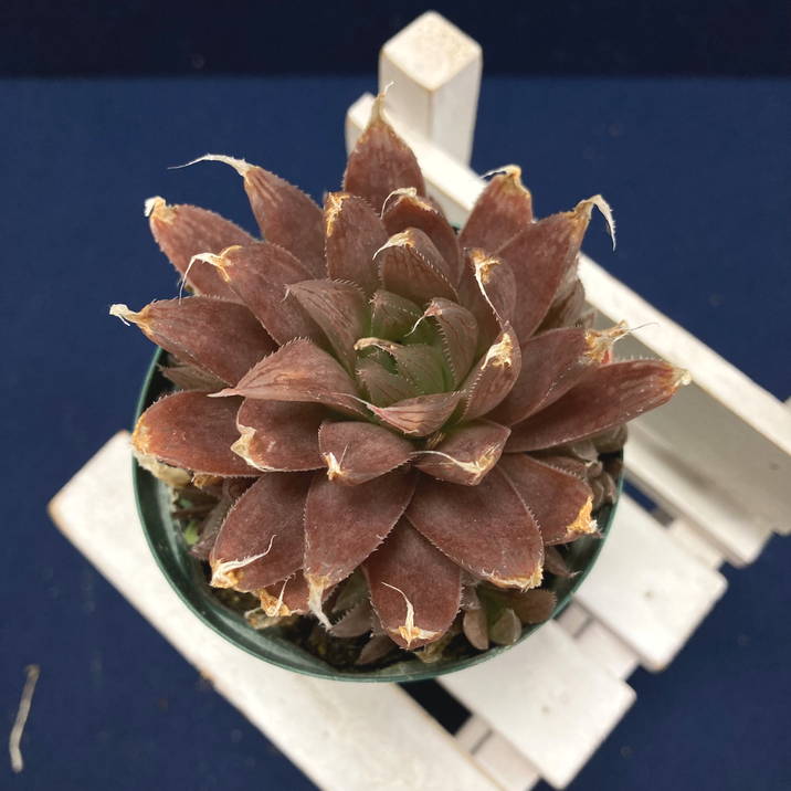 ハオルチア 2.5号 legtonii isi 1399［3-23］｜観葉02-D2 | 観葉