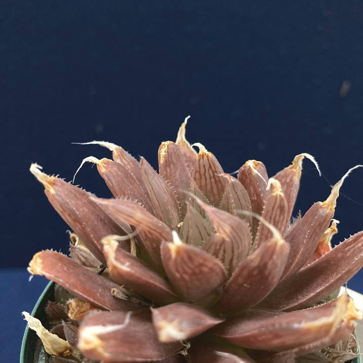 ハオルチア 2.5号 legtonii isi 1399［3-23］｜観葉02-D2 | 観葉・多肉