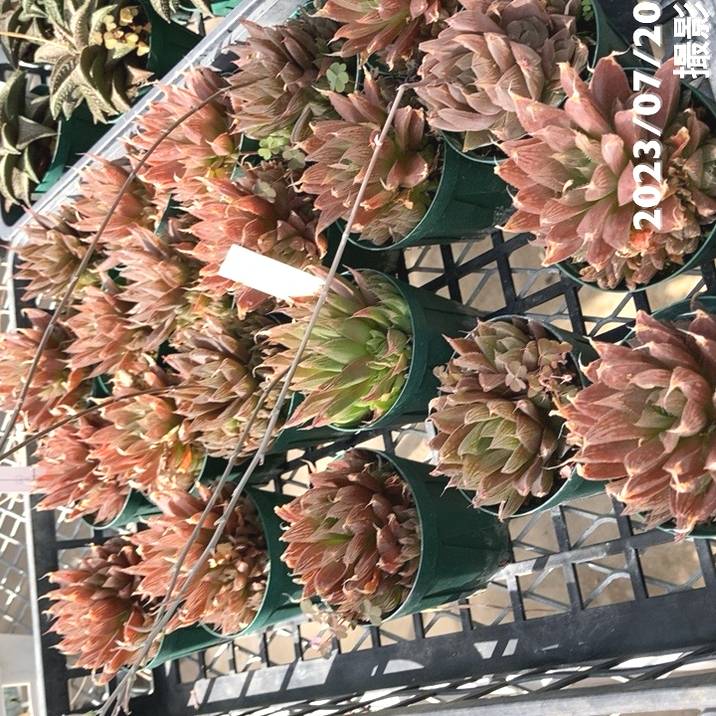 ★ハオルチア・多肉植物★828★バデア No.9★ 多肉植物：ハオルチア Y氏 バディア*幅9ｃｍ 現品！一品限り