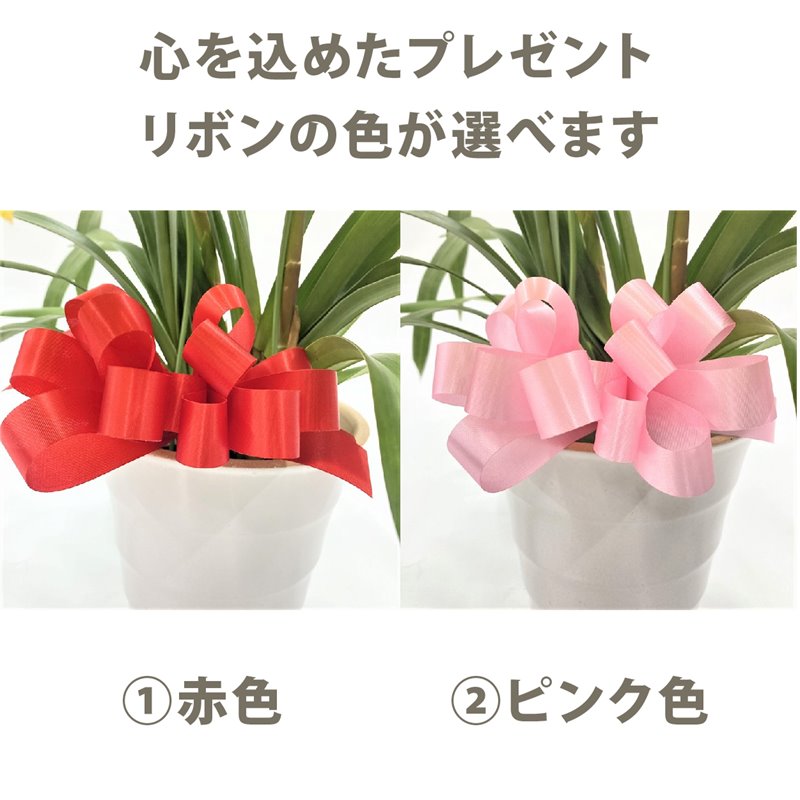 テーブルシンビジューム 黄色 2本立アーチ ラブリームービー “ゴールド