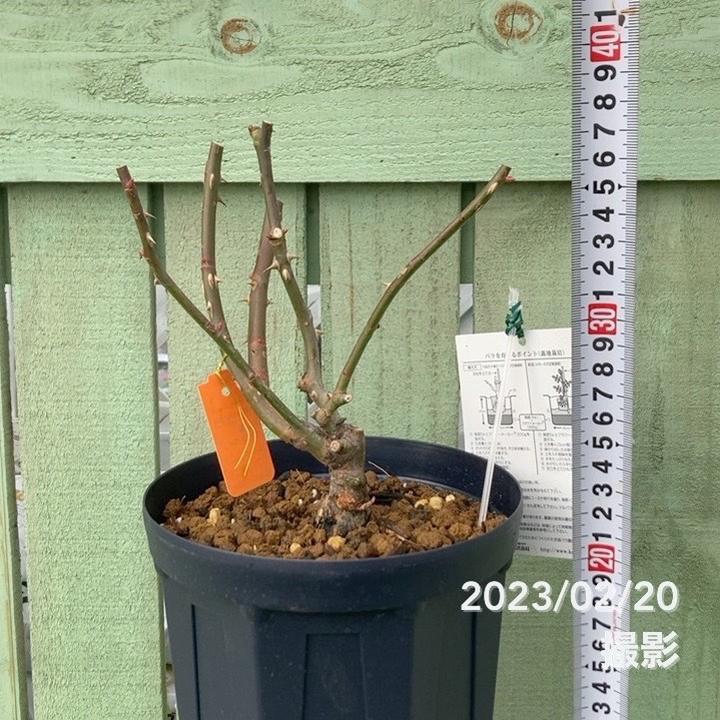 バラ大苗 マカロン・ピンク 7号 京成バラ園芸｜花木04-PA | 花木・庭木