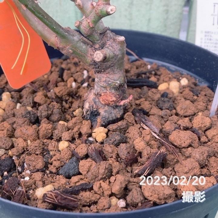 バラ大苗 マカロン・ピンク 7号 京成バラ園芸｜花木04-PA | 花木・庭木