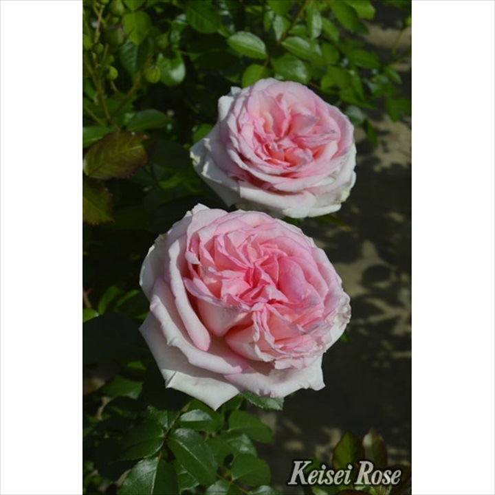 バラ大苗 マカロン・ピンク 6号 京成バラ園芸｜花木04-PA | 花木