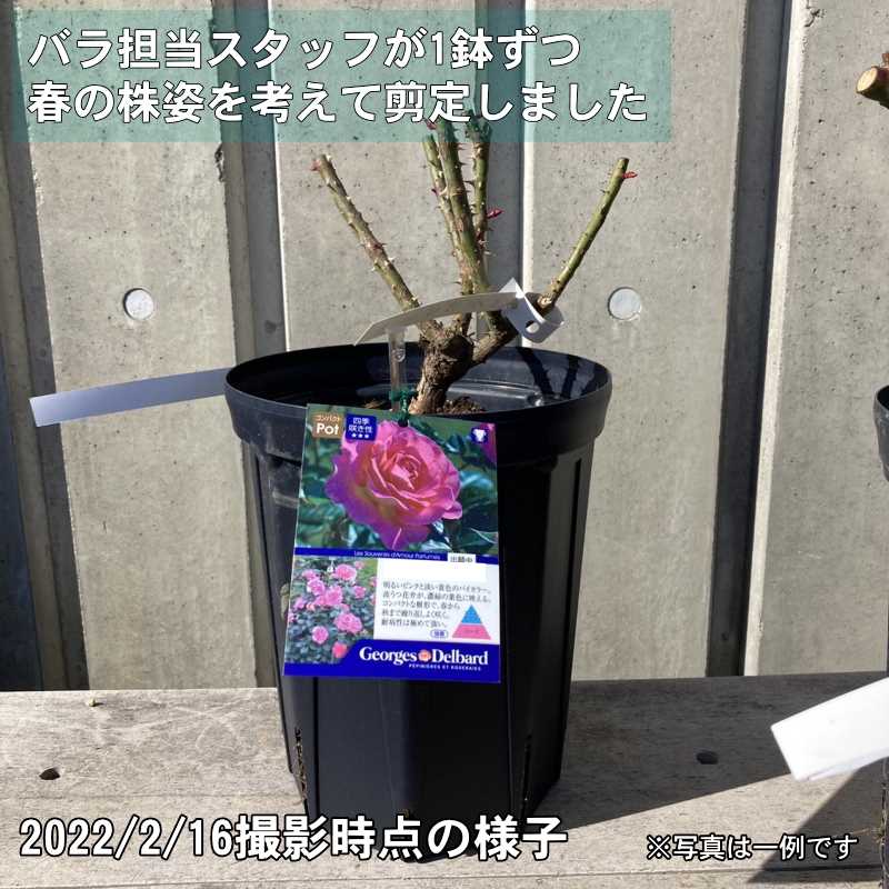 バラ大苗 マカロン・ピンク 6号 京成バラ園芸｜花木04-PA | 花木・庭木