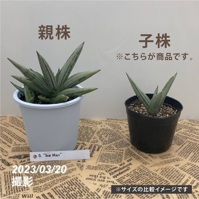 Dennis040 子株 発根済み アガベ チタノタ 毒刺黒帝斯 ハデス 子株 発根