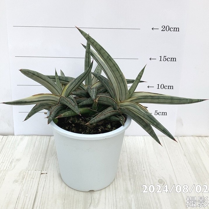 現品】サンスベリア・ボンセレンシス 8号 （4） 【公式通販】