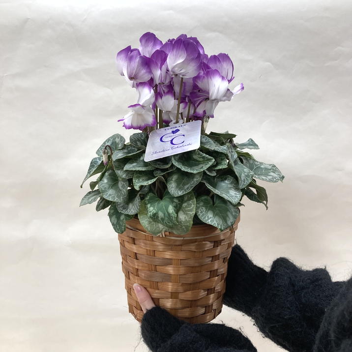 希少なブルーシクラメン かんざし 5号｜鉢花04-PA | ギフト,鉢花・観葉
