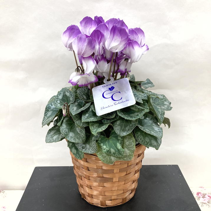 希少なブルーシクラメン かんざし 5号｜鉢花04-PA | ギフト,鉢花・観葉