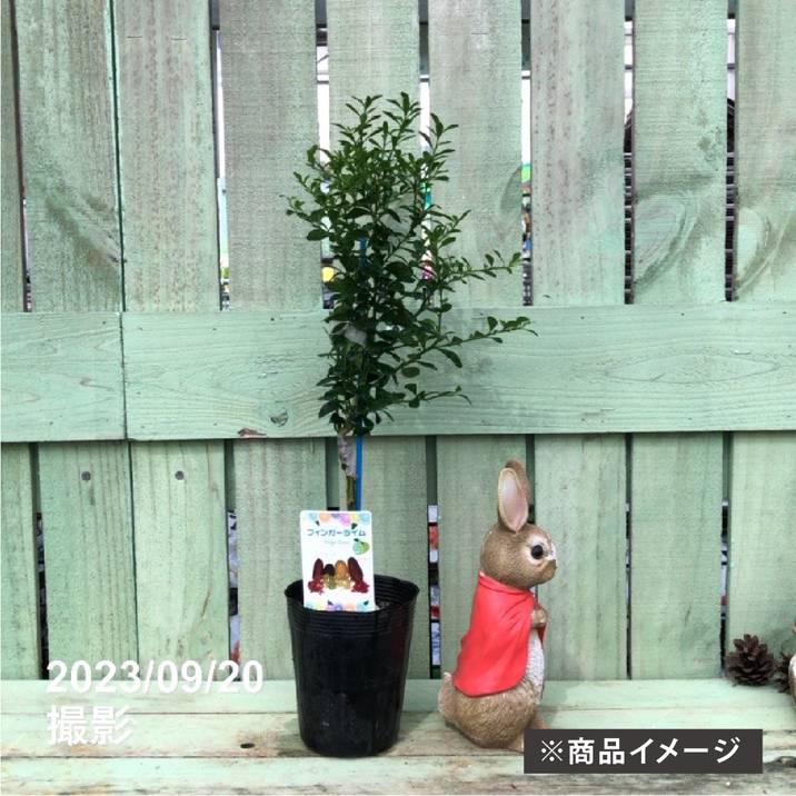 4年生 フィンガーライム／リックスレッドとダークワインオーボの2種