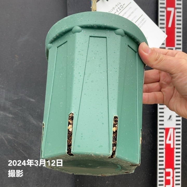 フィンガーライム 5号ロングスリット鉢 ニューイエロー｜柑橘｜果樹10