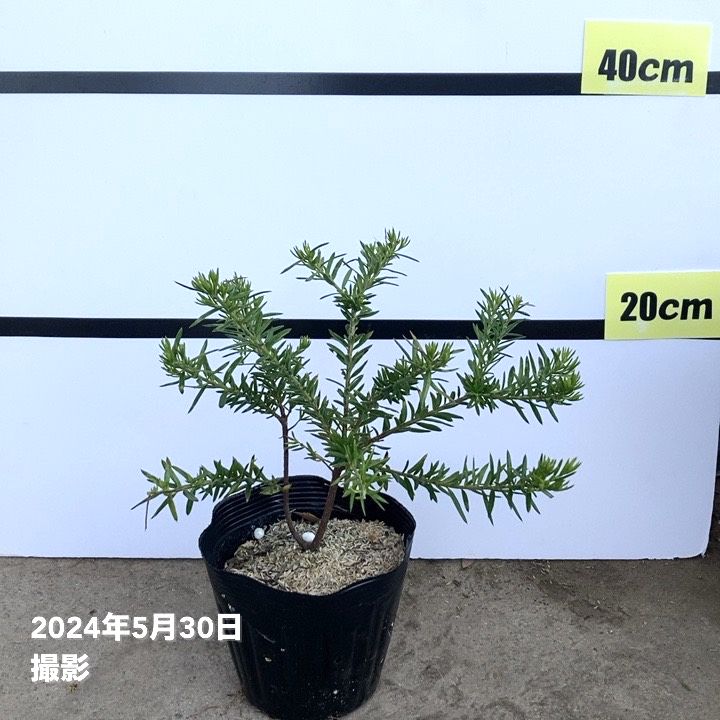 グレビレア ジュビリー 5号 ※お届けに10日程度かかる場合がございます。|花木10-TN