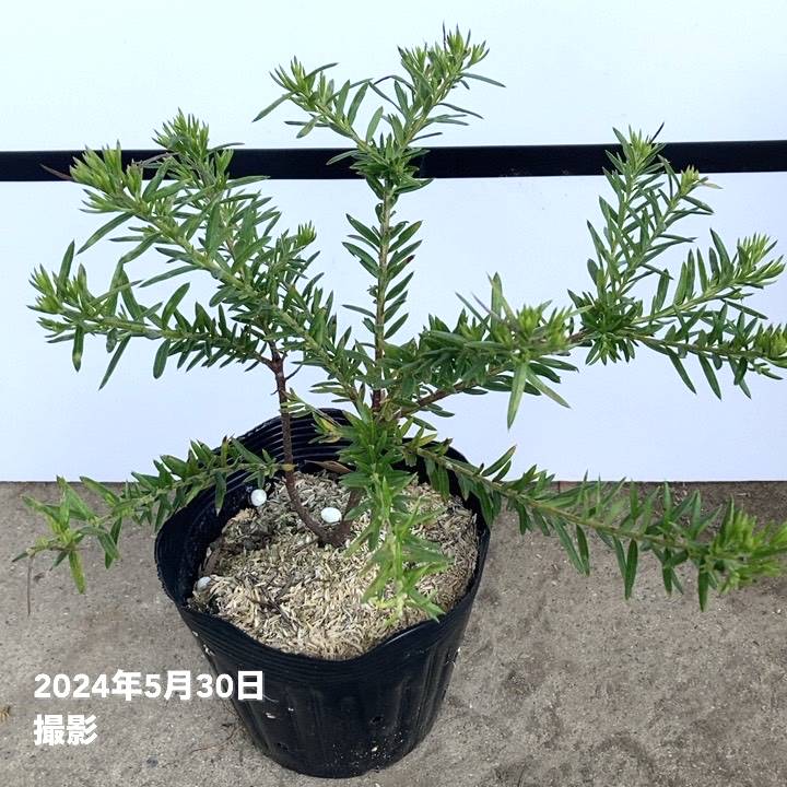 グレビレア ジュビリー 5号 ※お届けに10日程度かかる場合がございます。|花木10-TN