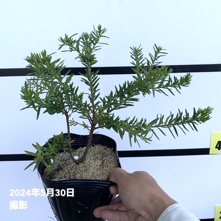 グレビレア ジュビリー 5号 ※お届けに10日程度かかる場合がございます。|花木10-TN