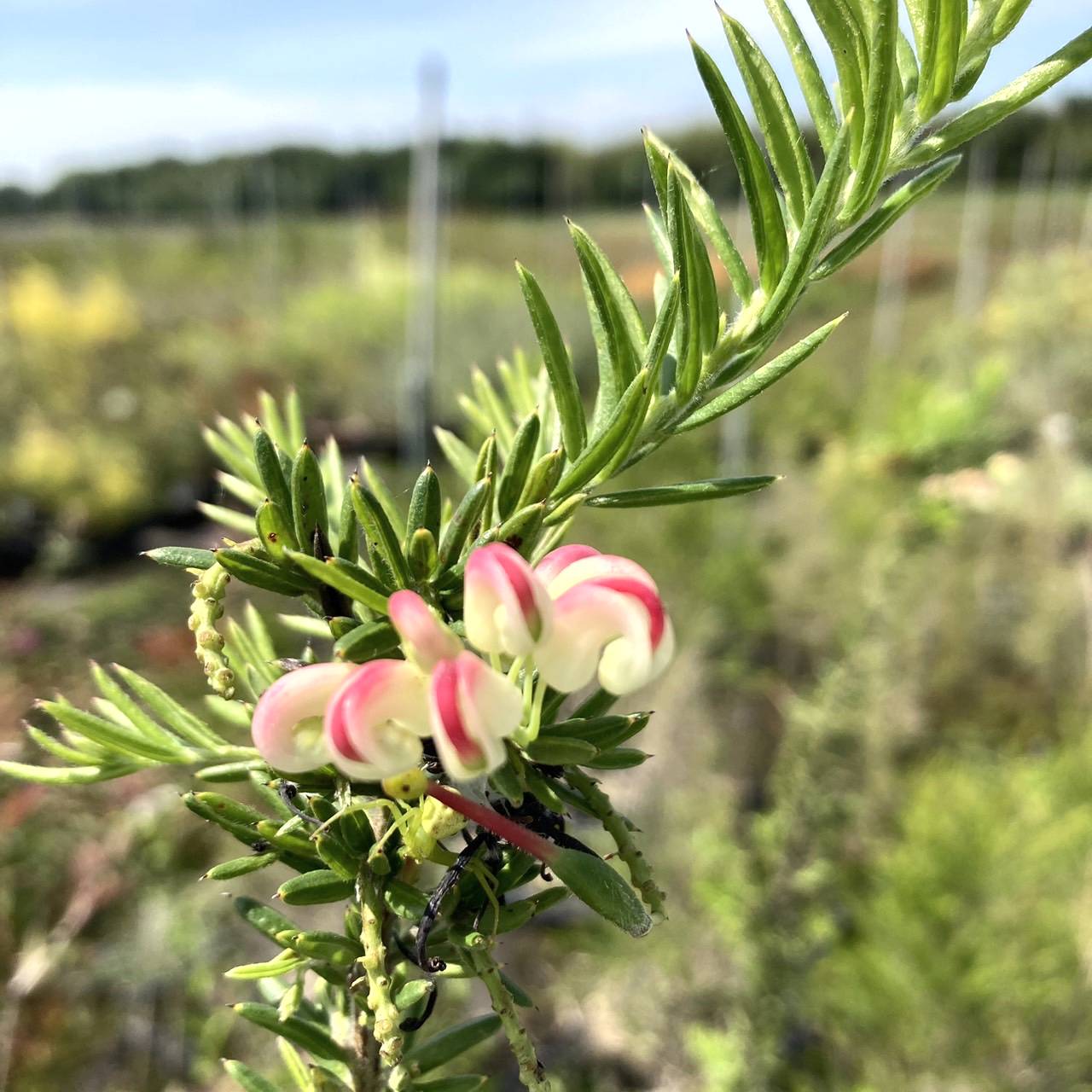 グレビレア ジュビリー 5号 ※お届けに10日程度かかる場合がございます