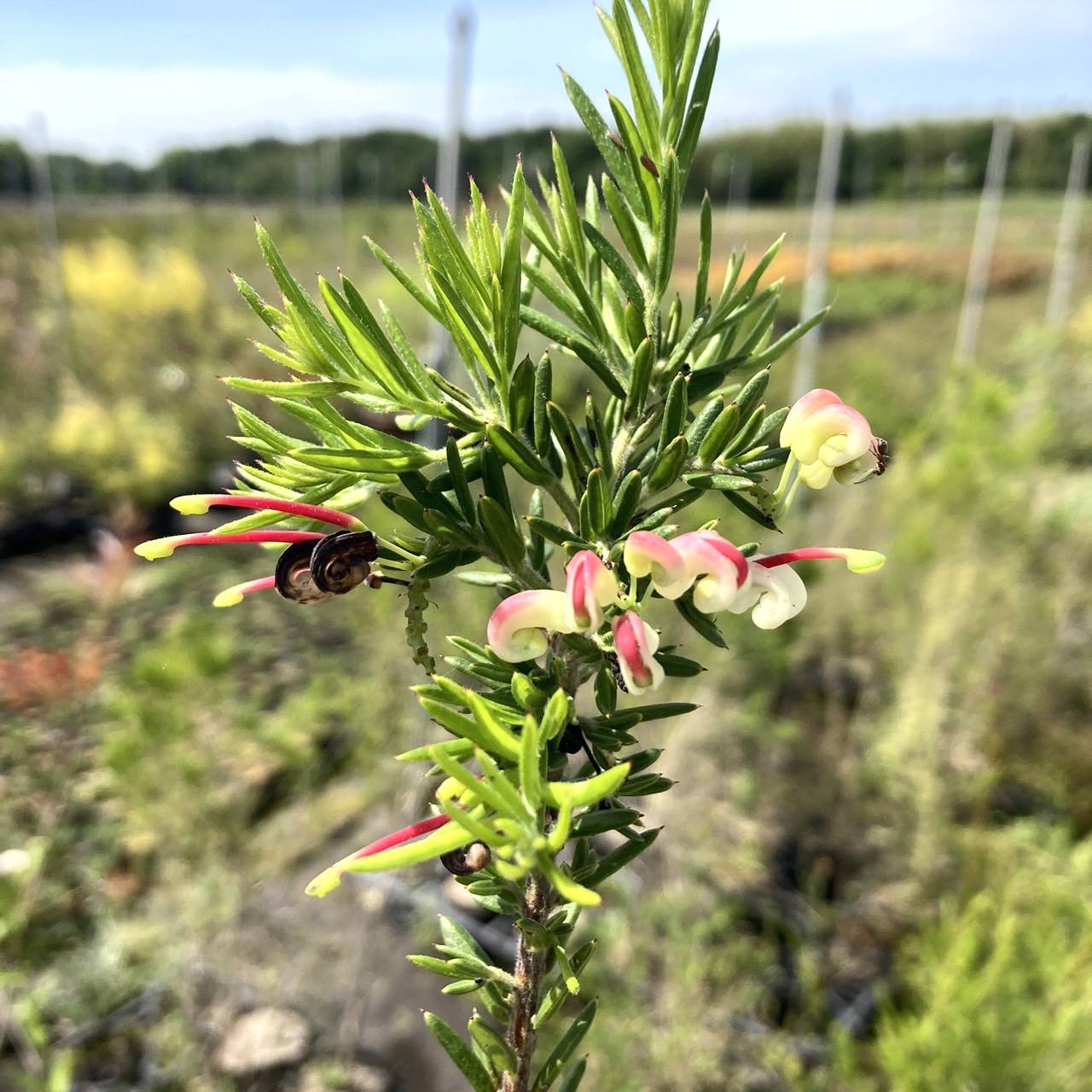 グレビレア ジュビリー 5号 ※お届けに10日程度かかる場合がございます。|花木10-TN