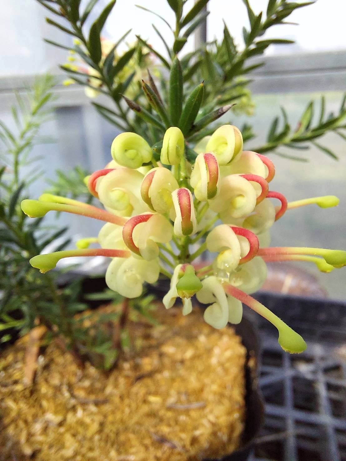 グレビレア ジュビリー 5号 ※お届けに10日程度かかる場合がございます