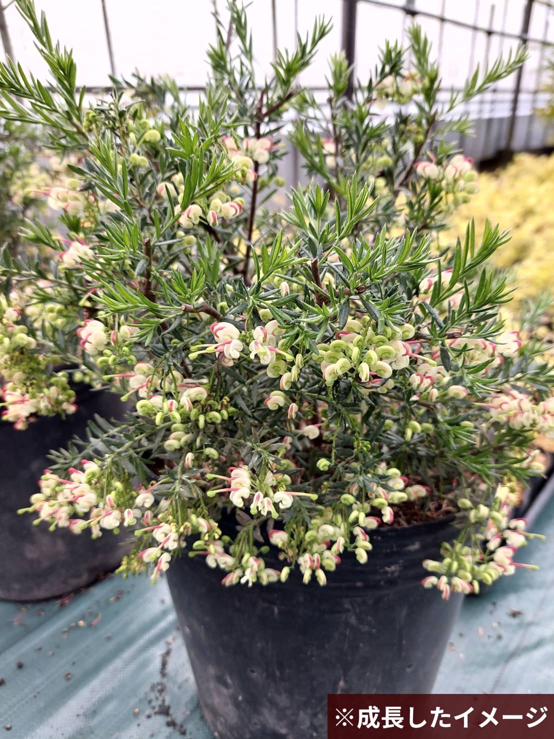 グレビレア ジュビリー 5号 ※お届けに10日程度かかる場合がございます