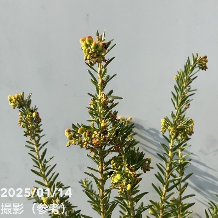 グレビレア ジュビリー 5号 ※お届けに10日程度かかる場合がございます。|花木10-TN