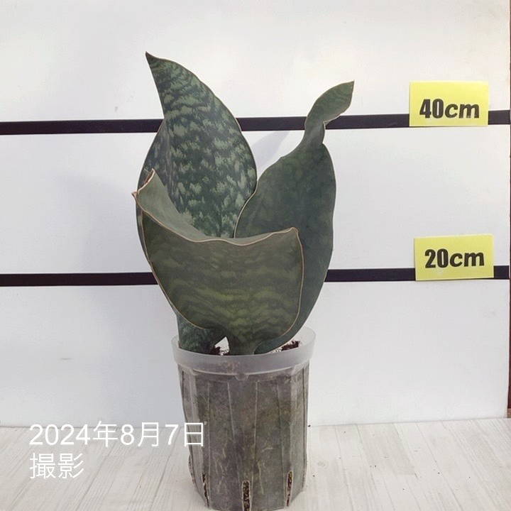 サンスベリア・マッソニアーナ(斑多め)⑤ サンセベリア マッソニアーナ 斑入り | いかれ植物屋