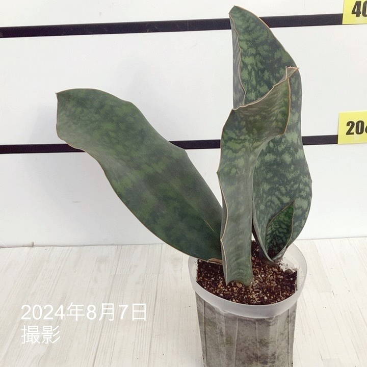 期間限定10％OFF！】【現品お届け】サンスベリア 5号 マッソニアナ（3