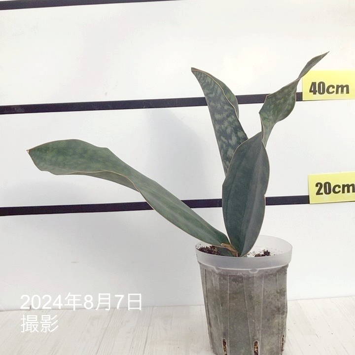 サンセベリア マッソニアーナ】5号 - お花屋アイビー 2号店