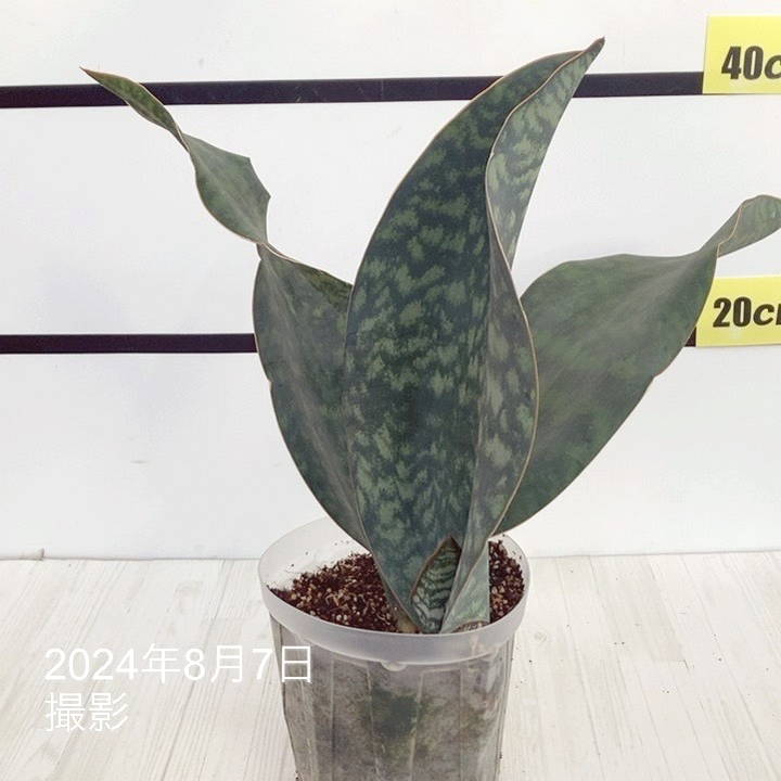 現品お届け】サンスベリア 5号 マッソニアナ（3枚葉）ネガミエル透明