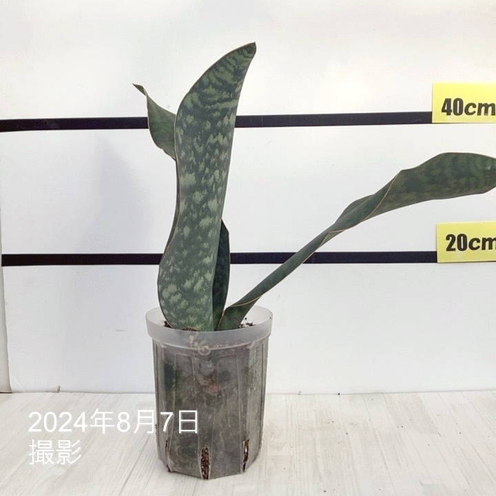 現品お届け】サンスベリア 5号 マッソニアナ（3枚葉）ネガミエル透明