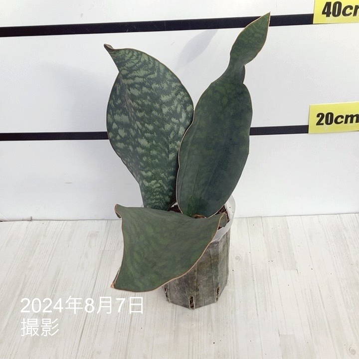 現品お届け】サンスベリア 5号 マッソニアナ（3枚葉）ネガミエル透明