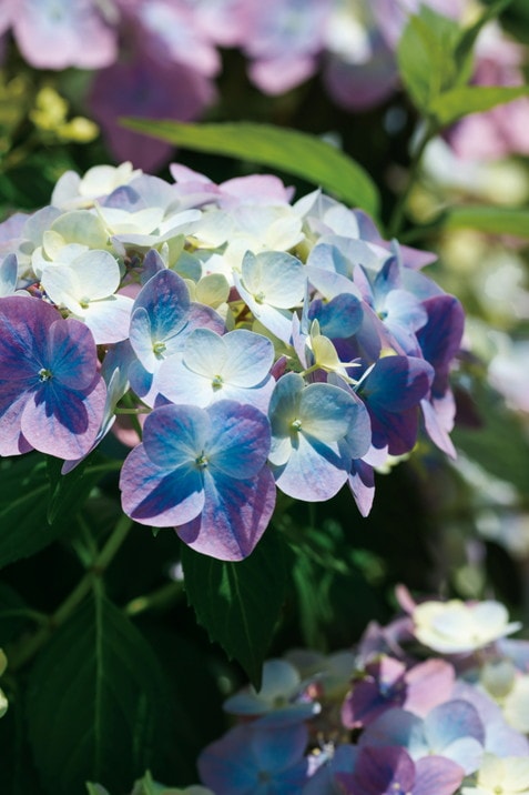 PW ラグランジア オーロランジュ 3.5号｜花木04-PA | 花木・庭木