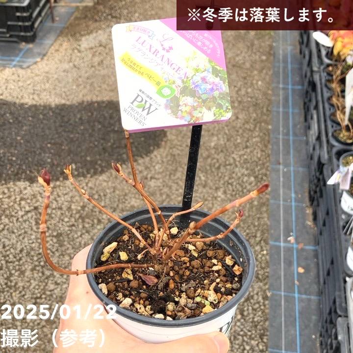 【中古】 黄色い花の紅（あか）/集英社/アサウラ Amazon.co.jp: 黄色い花の紅 (集英社スーパーダッシュ文庫) 電子