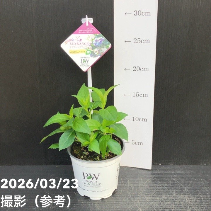 65周年記念セール】PW ラグランジア オーロランジュ 3.5号｜花木10-TU