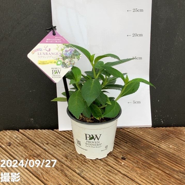 PW ラグランジア オーロランジュ 3.5号｜花木04-PA | 花木・庭木