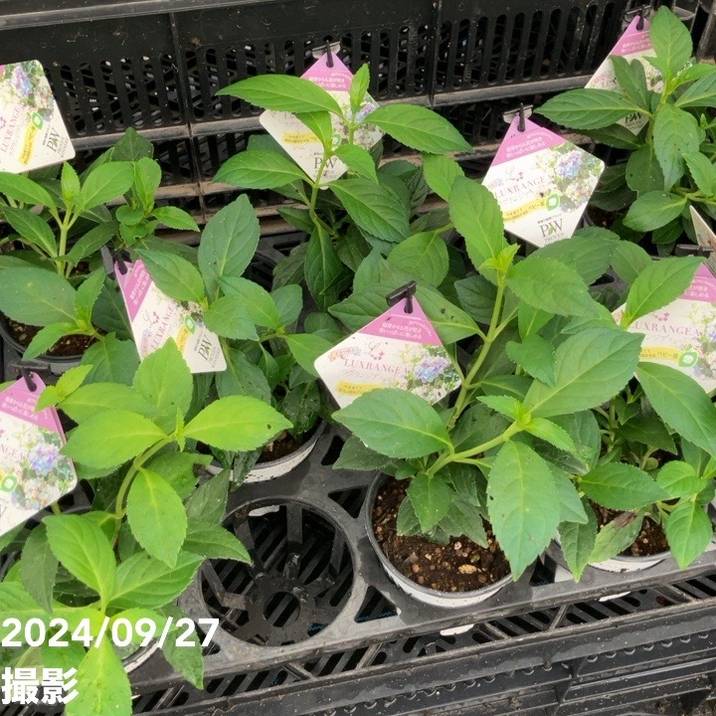 アジサイ ラグランジアン　オーロランジュ苗 山葡萄小苗木セット ラグランジア® オーロランジュ | PROVEN WINNERS (PW)【植物の