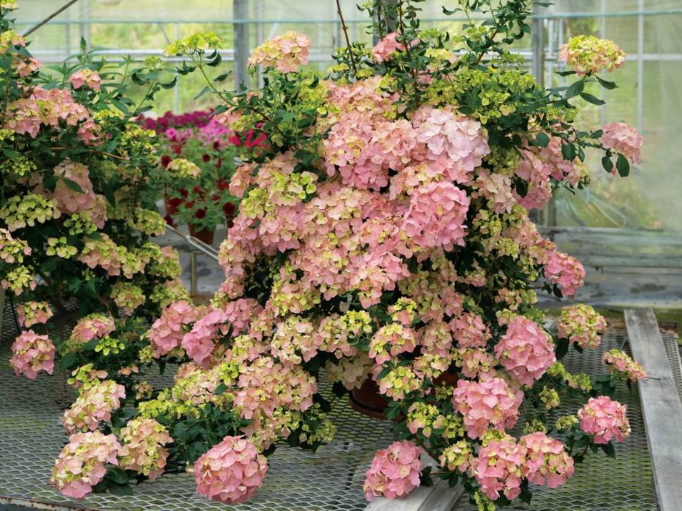 PW ラグランジア オーロランジュ 3.5号｜花木04-PA | 花木・庭木