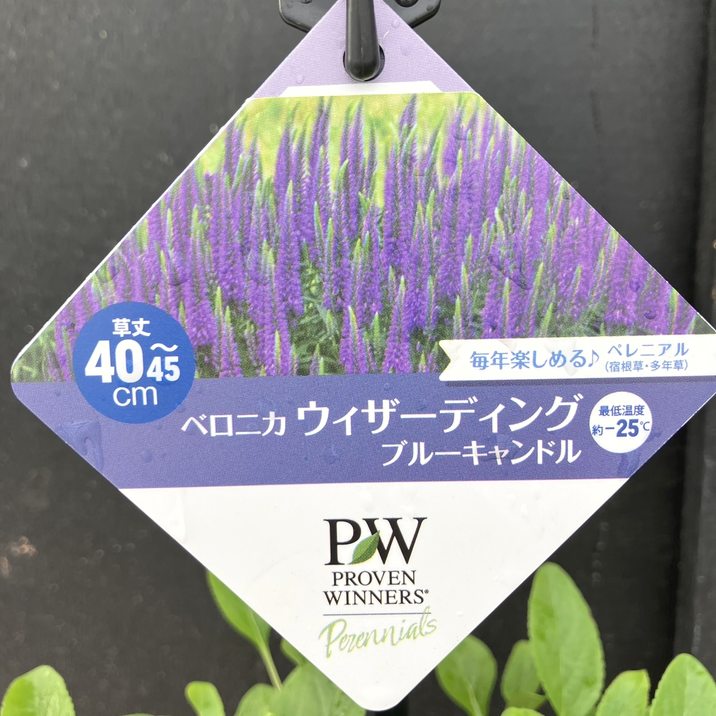 PW ベロニカ ウィザーディング ブルーキャンドル 11cmロングポット×2鉢