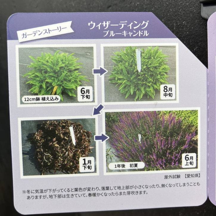 PW ベロニカ ウィザーディング ブルーキャンドル 11cmロングポット×2鉢