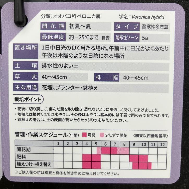 PW ベロニカ ウィザーディング ブルーキャンドル 11cmロングポット×2鉢