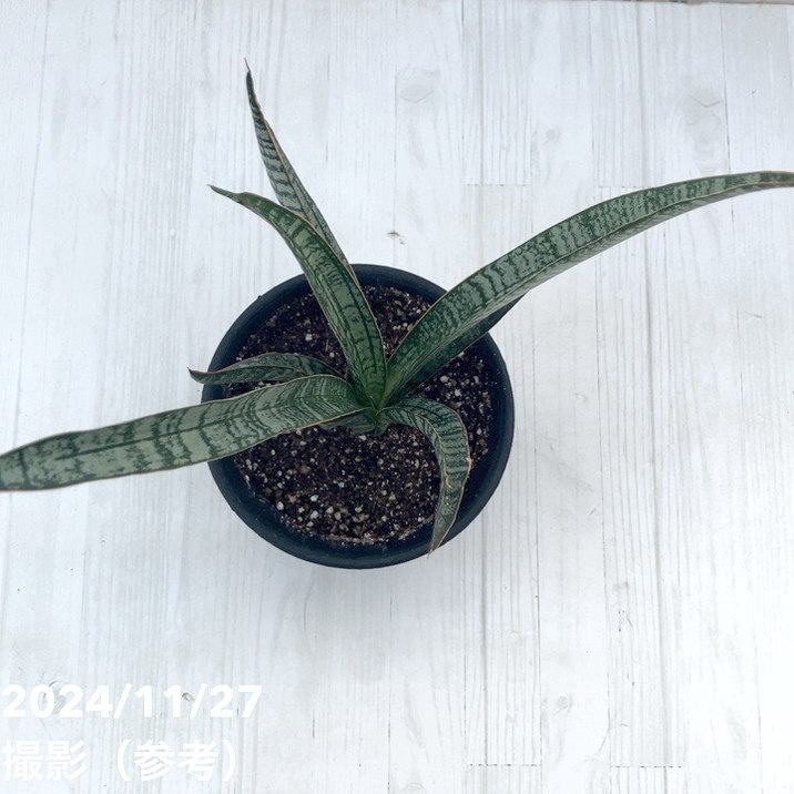 サンスベリア 3.5号 クロコダイルロック 黒プラ鉢｜観葉02-D2 | 観葉