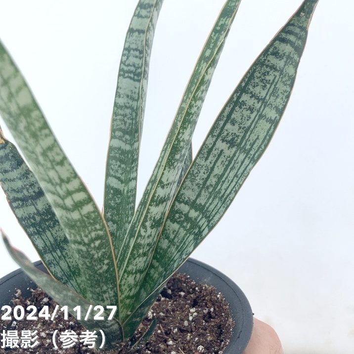 サンスベリア 3.5号 クロコダイルロック 黒プラ鉢｜観葉02-D2 | 観葉